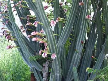 Cereus repandus - zdjęcie 2
