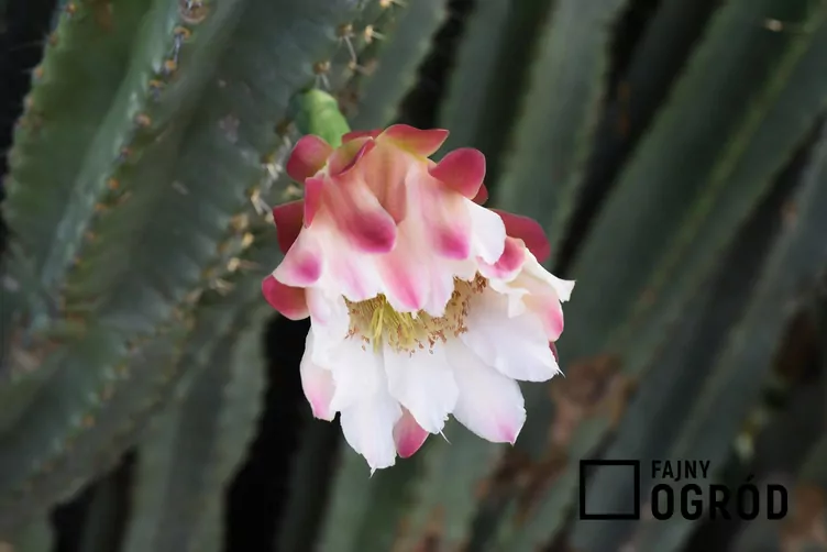 Cereus repandus Cereus repandus