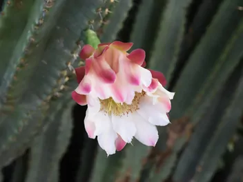 Cereus repandus - zdjęcie 4