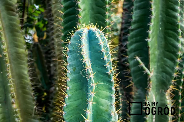 Cereus repandus Cereus repandus