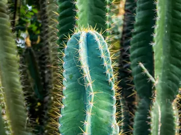 Cereus repandus - zdjęcie 3