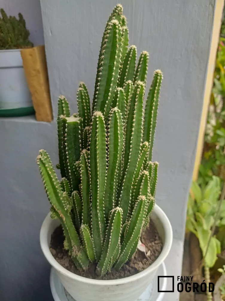 Cereus repandus - zdjęcie 5 Cereus repandus - zdjęcie 5