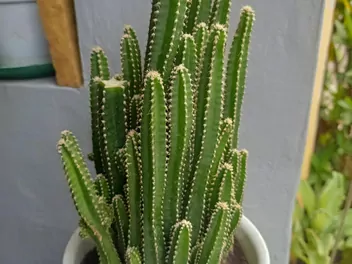 Cereus repandus - zdjęcie 5