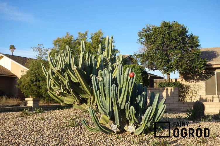 cereus-repandus-1 Cereus repandus