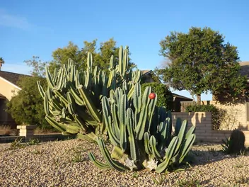 Ilustracja rośliny cereus repandus