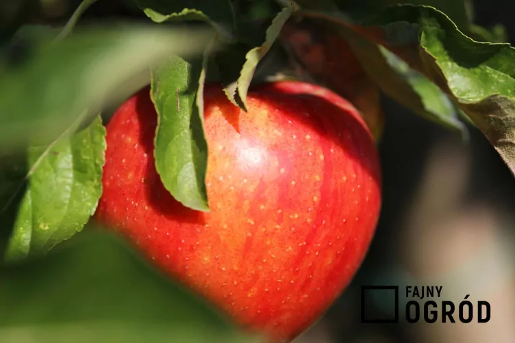 Jabłoń 'Idared'