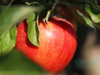 Jabłoń 'Idared' - zdjęcie 3