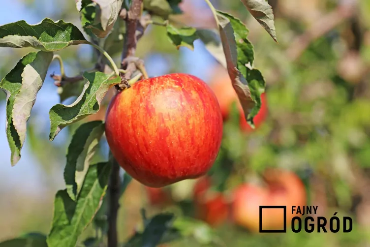 Jabłoń 'Idared'