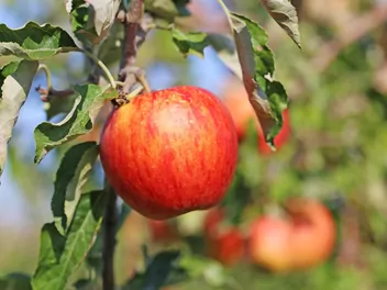 Jabłoń 'Idared' - zdjęcie 4