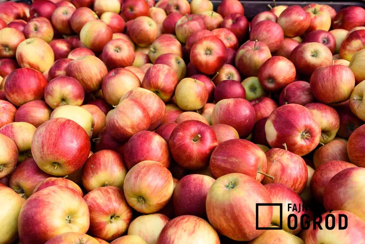 Jabłoń 'Idared' - zdjęcie 5
