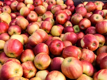 Jabłoń 'Idared' - zdjęcie 5