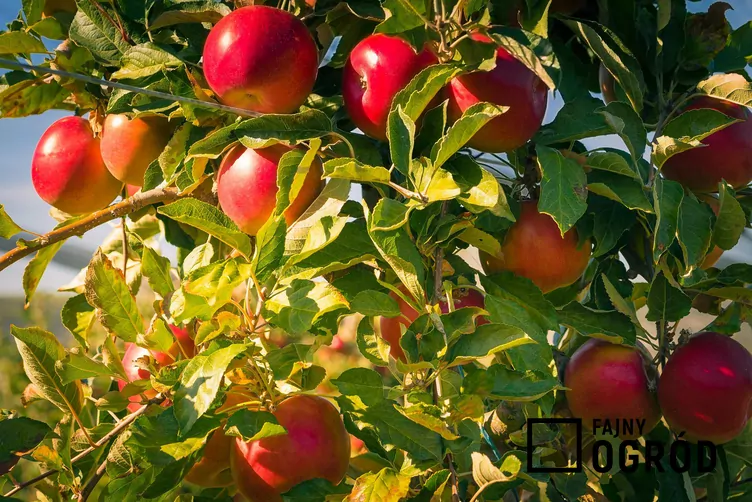 idared-1 Jabłoń 'Idared'