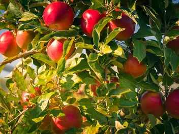Zdjęcie ilustrujące jabłoń 'idared'
