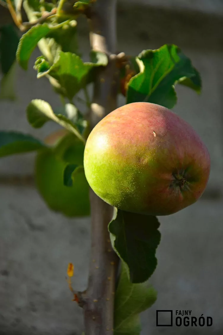 Jabłoń ligol