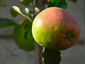 Jabłoń 'Ligol' - zdjęcie 2