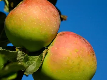 Jabłoń 'Ligol' - zdjęcie 3