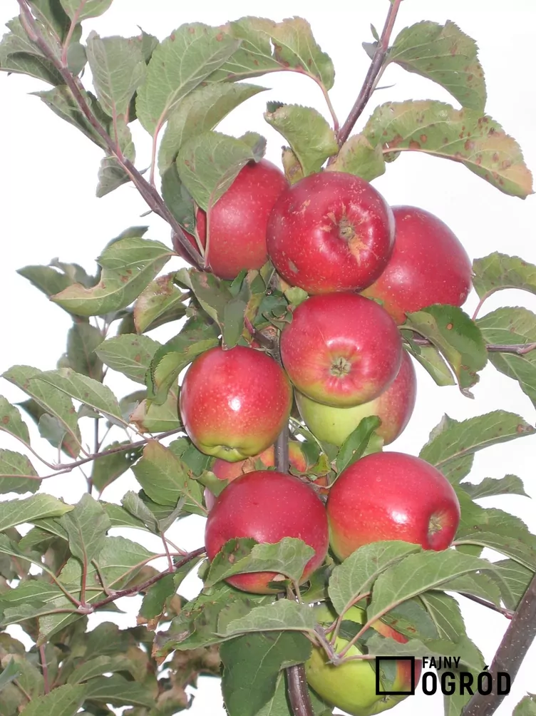 Jabłoń 'Ligol'