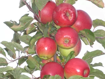 Jabłoń 'Ligol' - zdjęcie 4