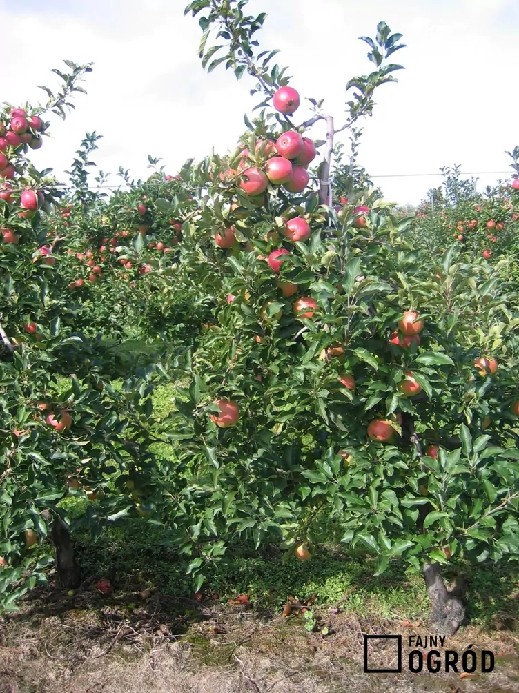 Jabłoń 'Ligol' - zdjęcie 5