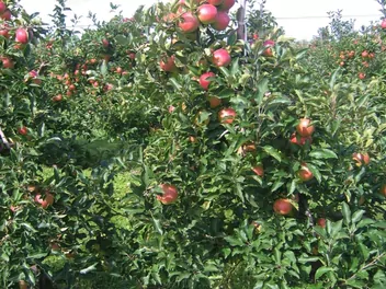 Jabłoń 'Ligol' - zdjęcie 5