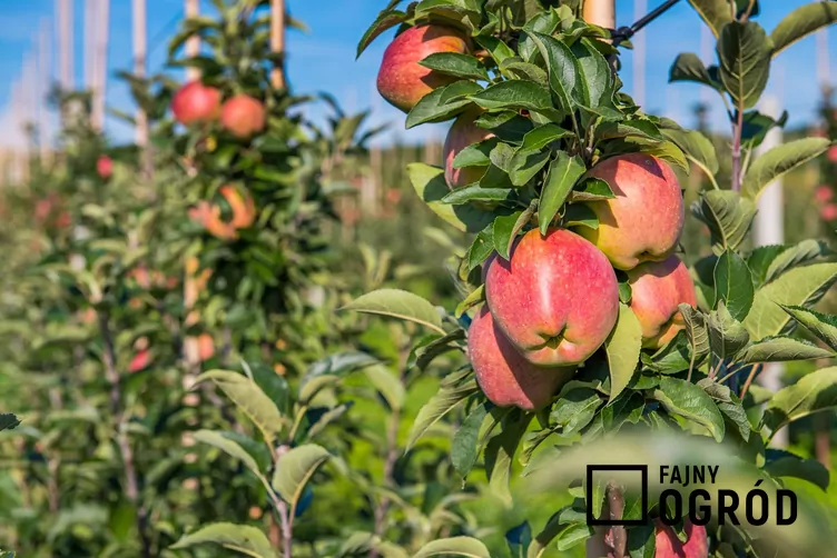 jablon-ligol-1 Jabłoń 'Ligol'