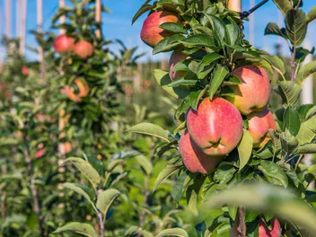Zdjęcie ilustrujące jabłoń 'ligol'