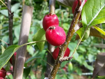 Jabłoń jagodowa - zdjęcie 2