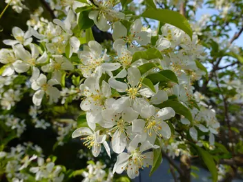 Jabłoń jagodowa - zdjęcie 3