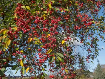 Jabłoń jagodowa - zdjęcie 4