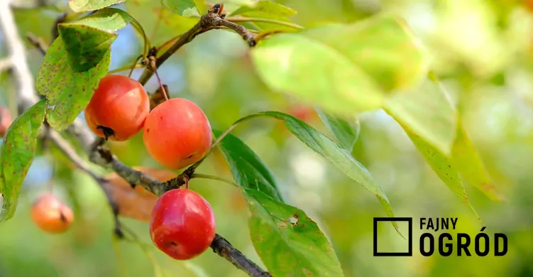 Jabłoń jagodowa - zdjęcie 5