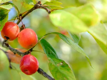 Jabłoń jagodowa - zdjęcie 5