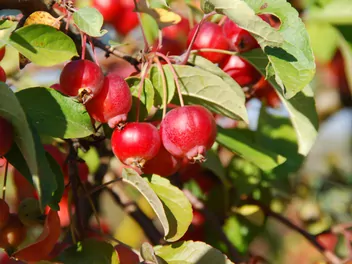Zdjęcie ilustrujące jabłoń jagodowa
