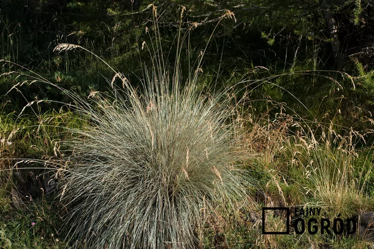 Owsiczka wieczniezielona