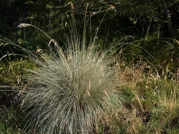 Ilustracja rośliny owsiczka wieczniezielona