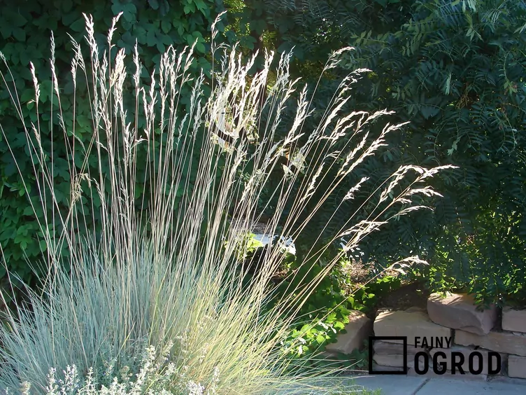 Owsica wieczniezielona