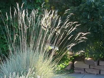 Owsiczka wieczniezielona - zdjęcie 2