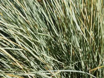 Owsiczka wieczniezielona - zdjęcie 3