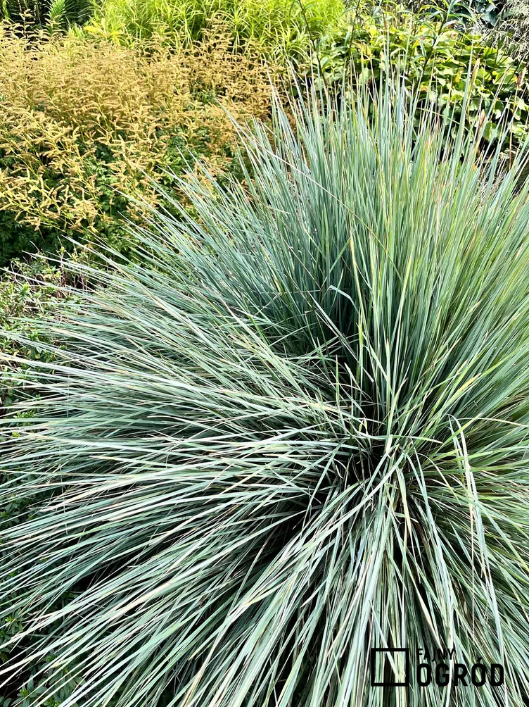 Owsiczka wieczniezielona