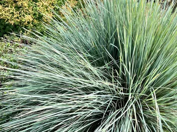 Owsiczka wieczniezielona - zdjęcie 4