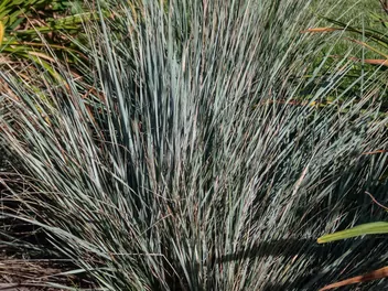 Owsiczka wieczniezielona - zdjęcie 5