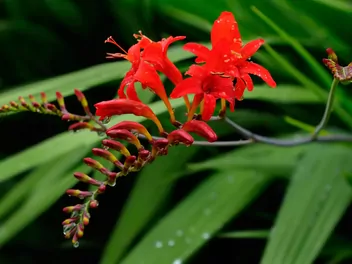 Krokosmia 'Lucifer' - zdjęcie 2