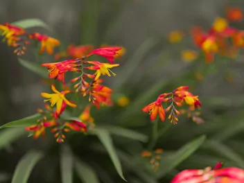 Krokosmia 'Lucifer' - zdjęcie 3