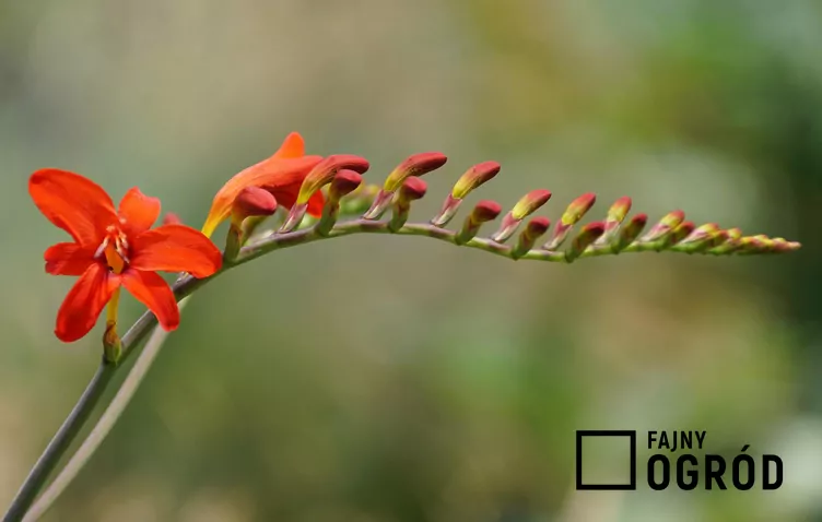 Krokosmia 'Lucifer' - zdjęcie 5