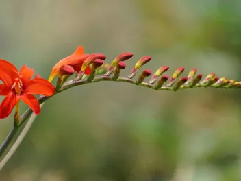 Krokosmia 'Lucifer' - zdjęcie 5