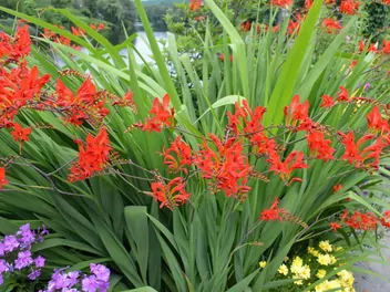 Ilustracja rośliny krokosmia 'lucifer'