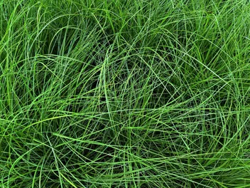 Ilustracja rośliny śmiałek pogięty