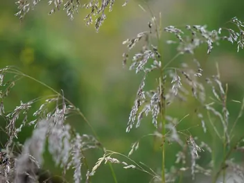 Śmiałek pogięty - zdjęcie 4