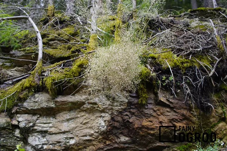 Śmiałek pogięty - zdjęcie 5