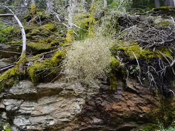 Śmiałek pogięty - zdjęcie 5