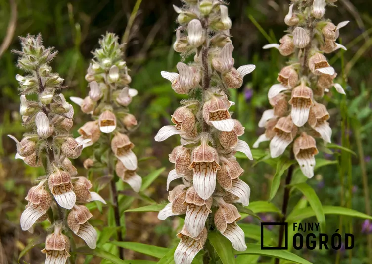 Naparstnica wełnista